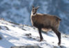 Il Gran Paradiso compie 90 anni camoscio Gran Paradiso