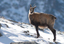 Il Gran Paradiso compie 90 anni camoscio Gran Paradiso