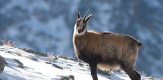 Il Gran Paradiso compie 90 anni camoscio Gran Paradiso