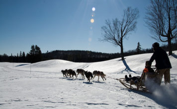 Sulla neve con Fido: sleddog, dove e come sleddog