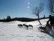 Sulla neve con Fido: sleddog, dove e come sleddog