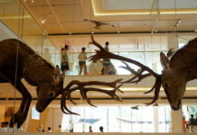 Ha aperto il MUSE, super museo delle scienze a Trento