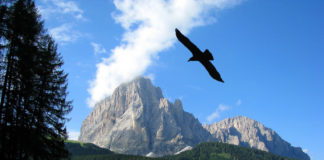 La Val Gardena dei campioni, si mangia e si scia con gli ex olimpionici val gardena dolomiti