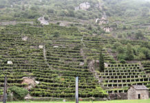 Nel vino “eroico” di montagna l’Italia vince in qualità e quantità