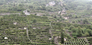 Nel vino “eroico” di montagna l’Italia vince in qualità e quantità