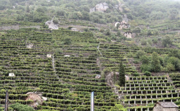 Nel vino “eroico” di montagna l’Italia vince in qualità e quantità