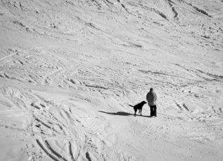 Vacanze sulla neve con il cane, sempre più alberghi pet friendly