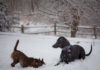 Per ogni clima c’è il cane giusto: quali i più adatti sulla neve?