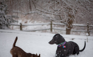 Per ogni clima c’è il cane giusto: quali i più adatti sulla neve?