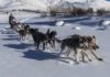 Sled dog: sulla neve come in Alaska