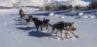 Sled dog: sulla neve come in Alaska