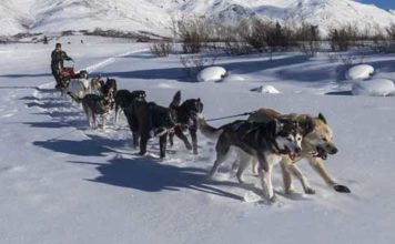 Sled dog: sulla neve come in Alaska