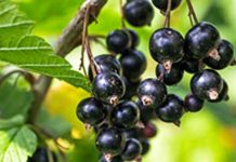 Antinfiammatori naturali per contratture