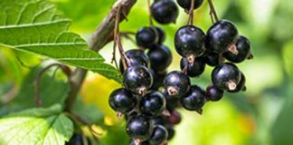 Antinfiammatori naturali per contratture